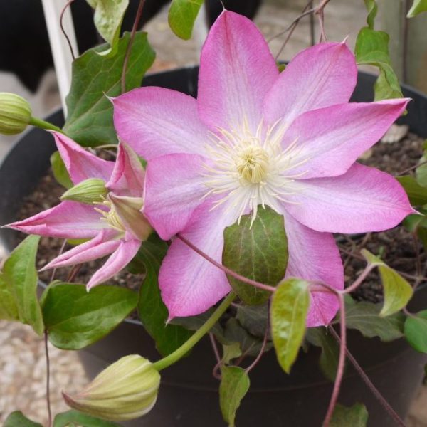 Clematis Asoa for sale in South Africa, couriered nationwide