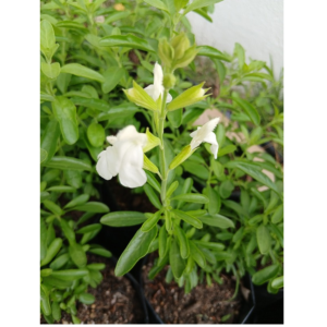 Salvia greggii White for sale online South Africa