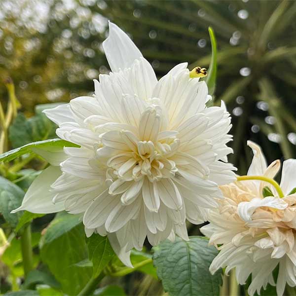 Tree Dahlia excelsa / imperialis ‘Double White’ for sale online South Africa