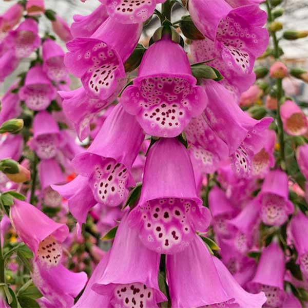 Digitalis ‘Panther’ (Foxglove) plant for sale South Africa, couriered nationwide