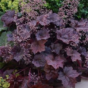 Heuchera ‘Palace Purple’ plant for sale online South Africa