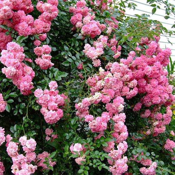 Rosa ‘Dorothy Perkins’ for sale online South Africa