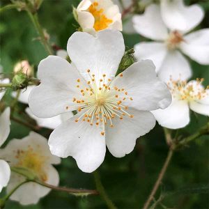 Rosa (white) everflowering multiflora rose online South Africa. Rustenberg Rose