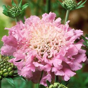 Scabiosa ‘Pink Mist’ scabious plant for sale online South Africa