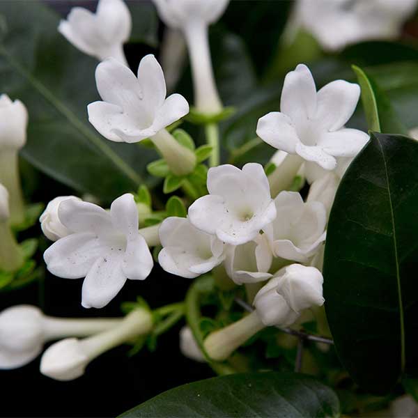 Stephanotis floribunda plant (Madagascar Jasmine) for sale South Africa couriered nationwide