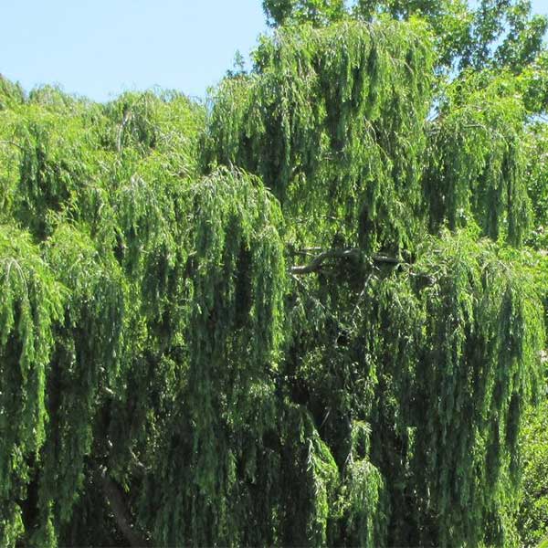 Weeping willow tree for sale online South Africa