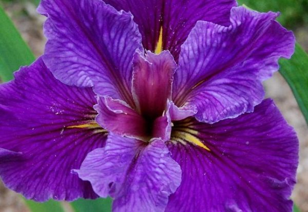 Louisiana Iris Inn Keeper purple splits for sale online South Africa