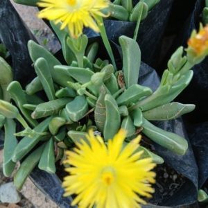Bergeranthus multiceps for sale online South Africa