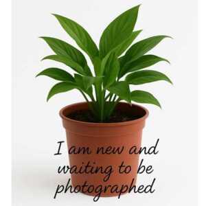 Waiting to be photographed horti.co.za
