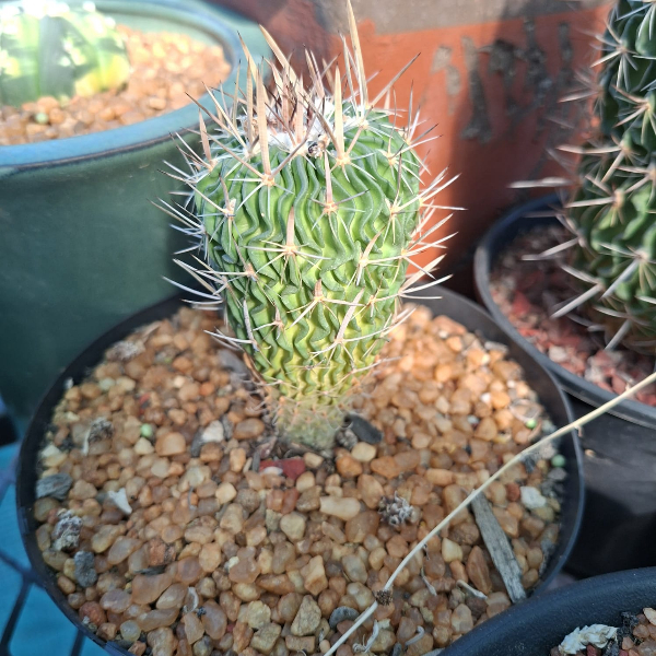 Stenocactus multicostatus Stenocactus multicostatus