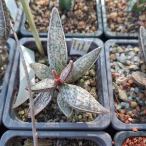 Adromischus Marianae "Clanwilliam"