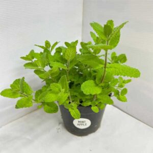 Mentha suaveolens – Apple Mint for sale online South Africa