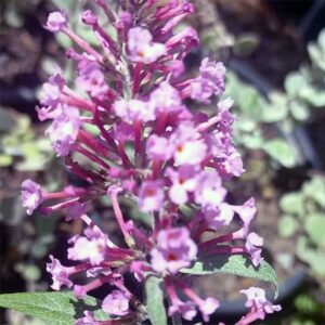 Buddleia Pink plant for sale online South Africa