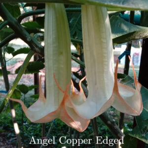 Angel Copper Edged is medium in size with a long throat and short dark orange to copper colour lentacles