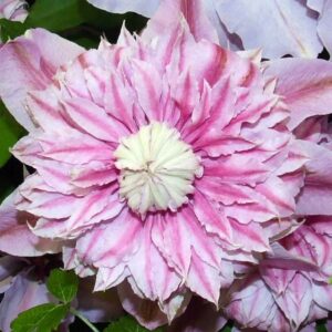 Clematis Empress Sport of Josephine