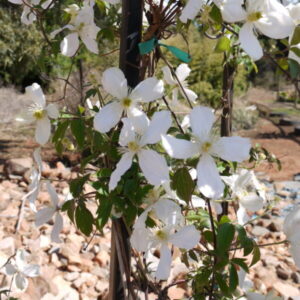 Clematis Montana Grandiflora for sale online South Africa