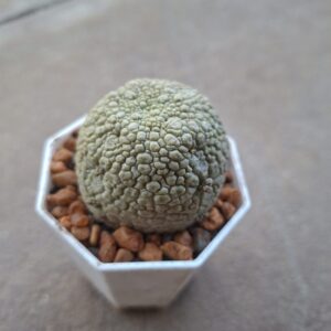 Pseudolithos Migiurtinus