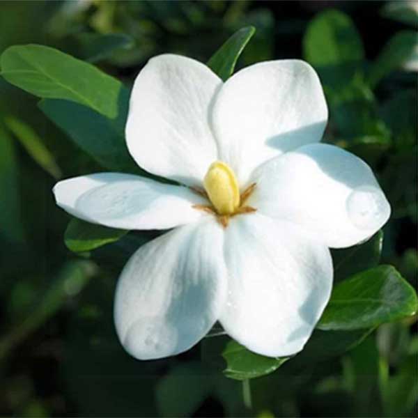 Gardenia Augusta 'Impulse' plant, South Africa