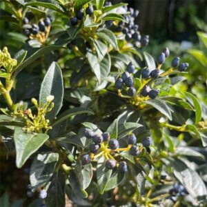 Viburnum tinus ‘Compacta’ for sale South Africa. Suitable for small hedges
