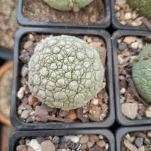 Pseudolithos Migiurtinus
