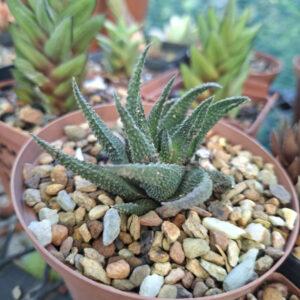 Haworthia Scabra var Scabra