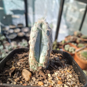 Pilosereus Glaucescens