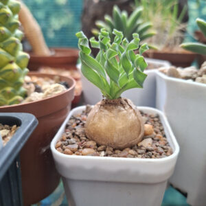 Albuca Concordiana