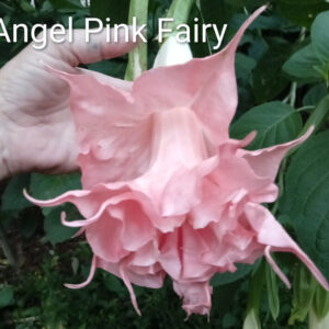 Brugmansia Angel Pink Fairy