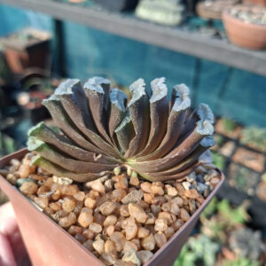 Haworthia Truncata