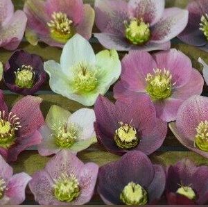 Hellebores mixed