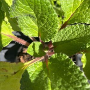 Borage Blue (Borago officinalis) plant South Africa