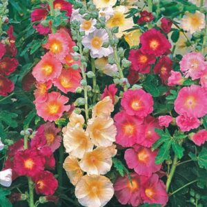 Hollyhocks single mixed (Alcea Rosea) 6pack