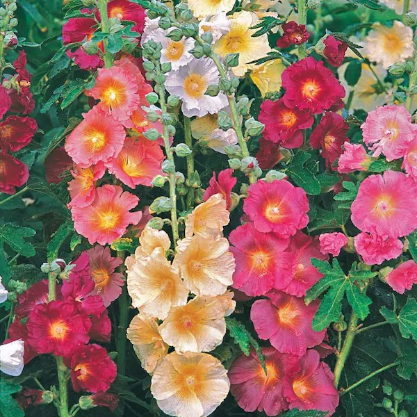 Hollyhocks single mixed (Alcea Rosea) 6pack