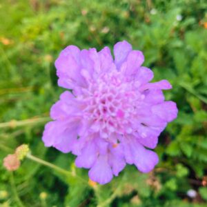 Scabiosa Incisa Pink plants for sale South Africa