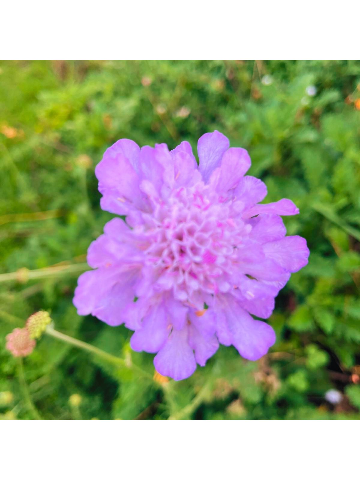 Scabiosa Incisa Pink plants for sale South Africa