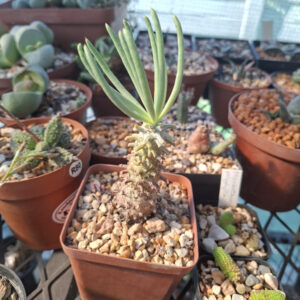 Tylecodon Wallichii