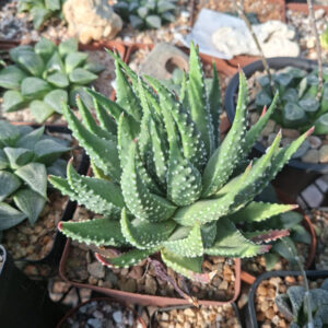 Tulista Pumila (Haworthia Pumila)