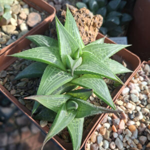 Haworthia Tessellata