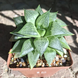 Haworthia Comptoniana