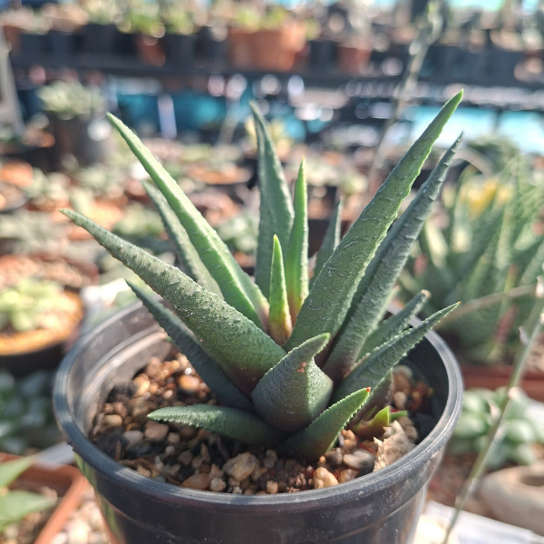 Haworthia Sordida Hybrid Haworthia Sordida Hybrid