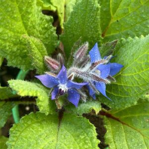 Borage Blue flower (Borago officinalis) plant South Africa
