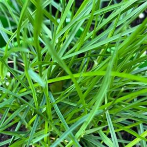 Cat Grass plant for sale in South Africa, couriered nationwide
