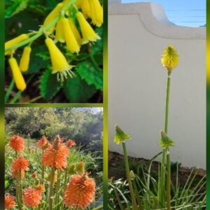 Kniphofia combo