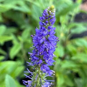 Veronica Ronica Blue (Veronica Spicata) for sale South Africa, cut flower