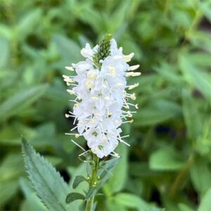 Veronica Skyler White (Veronica Longifolia) plant for sale in South Africa, couriered nationwide