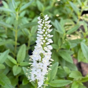 Veronica Skyler White (Veronica Longifolia) plant for sale in South Africa, couriered nationwide
