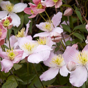 Clematis Montana Elizabeth
