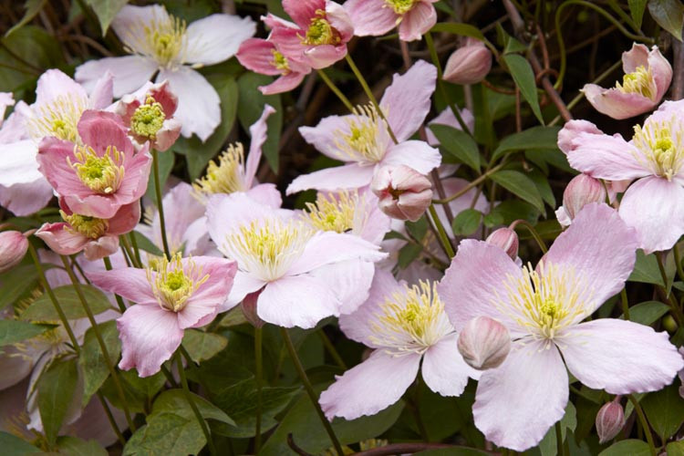 Clematis Montana Elizabeth