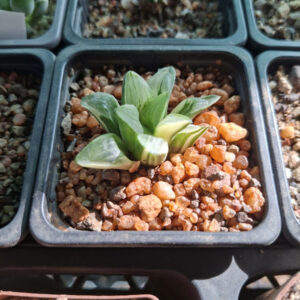 Haworthia Retusa Variegated