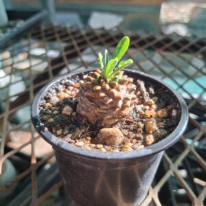 Euphorbia bupleurfolia